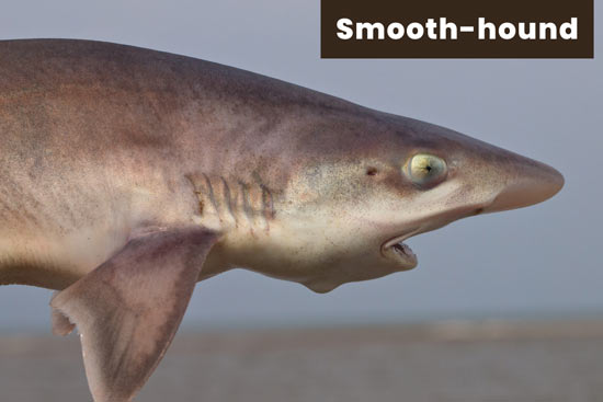 smooth-hound-shark