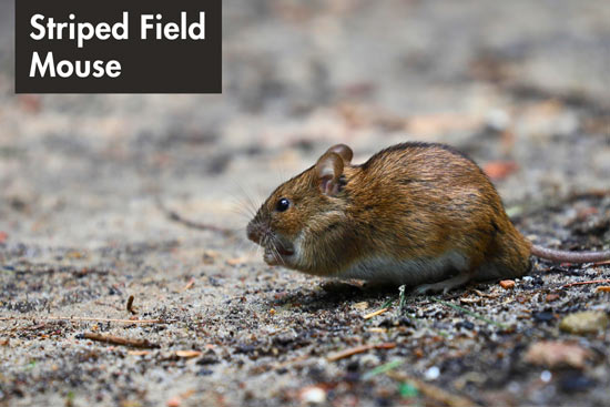 striped-field-mouse