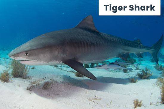 tiger-shark