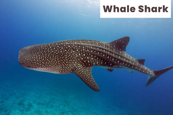 whale-shark