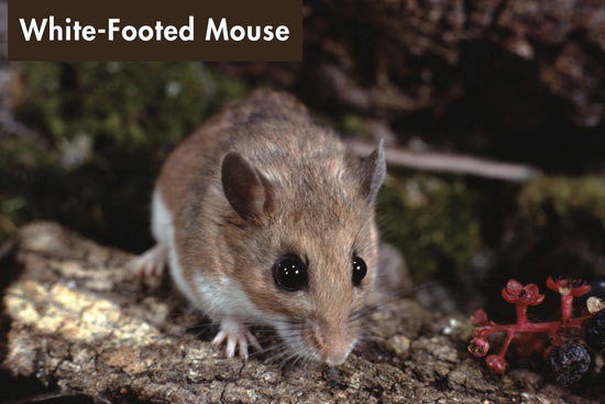 white-footed-mouse