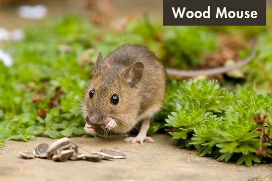 wood-mouse