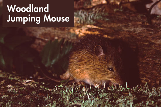 woodland-jumping-mouse