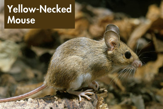 yellow-necked-mouse