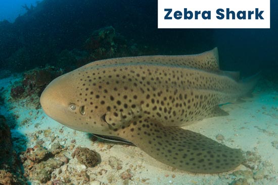 zebra-shark