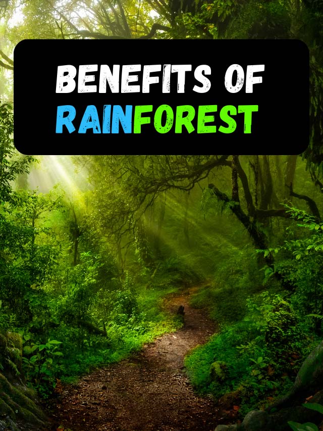 Serious Benefits of Rainforest - Earth Reminder