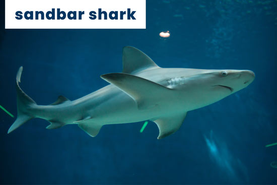 sandbar-shark