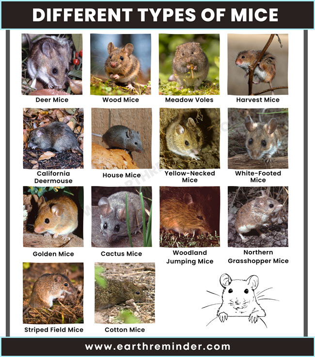 types-of-mice