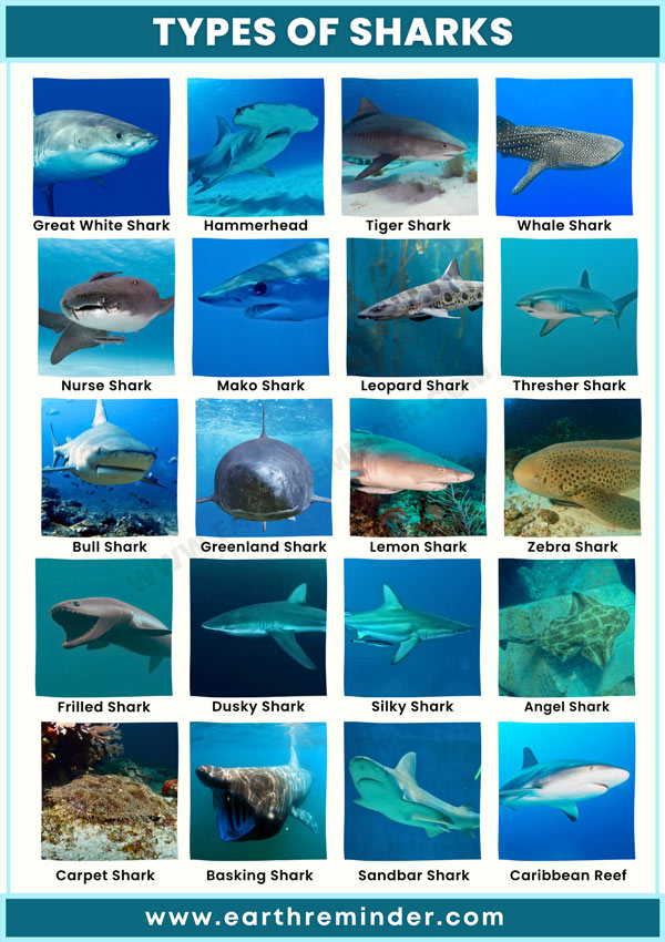 types-of-sharks