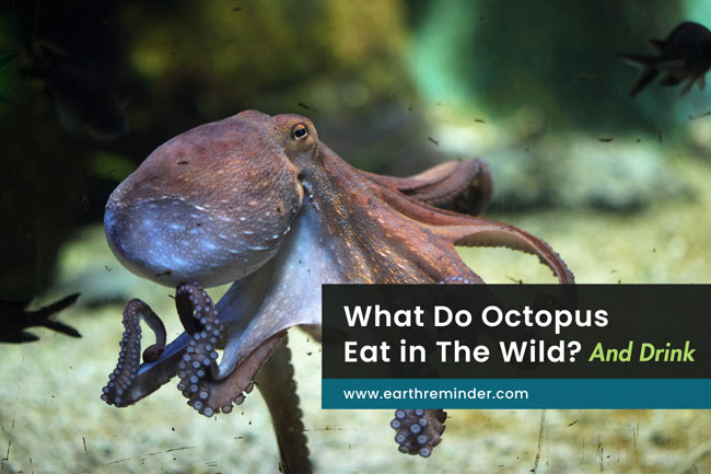 what-do-octopus-eat-and-drink