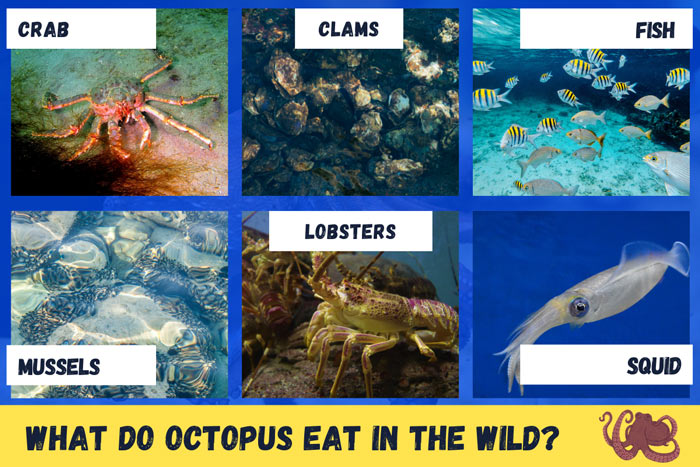 what-do-octopus-eat-in-the-wild