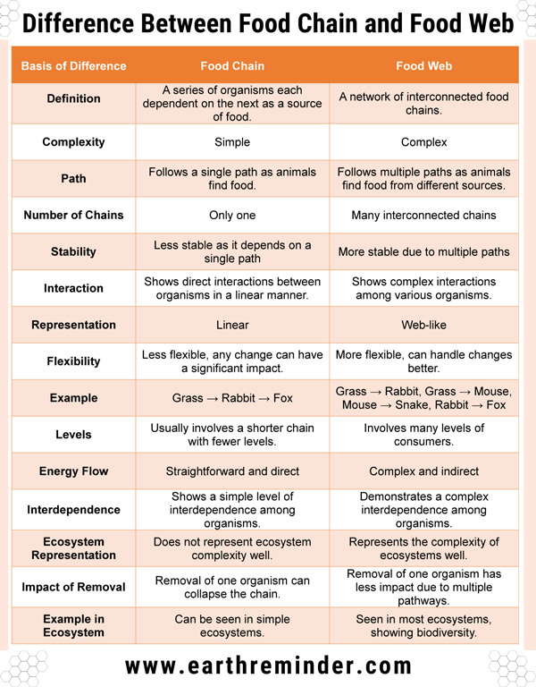 15 Difference Between Food Chain and Food Web Biology Diagrams
