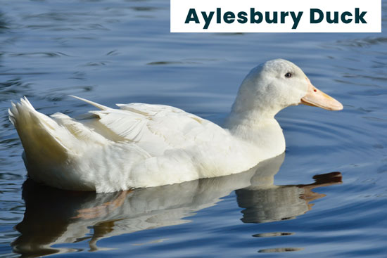 aylesbury-domestic-duck