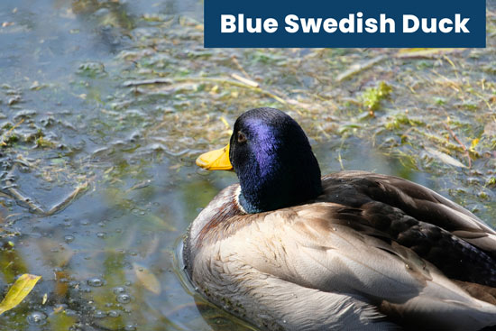 blue-swedish-duck