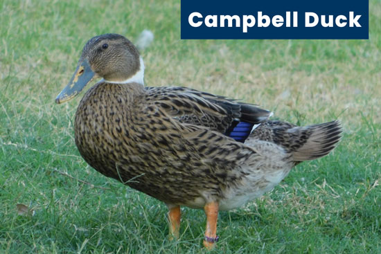 Campbell-domestic-duck