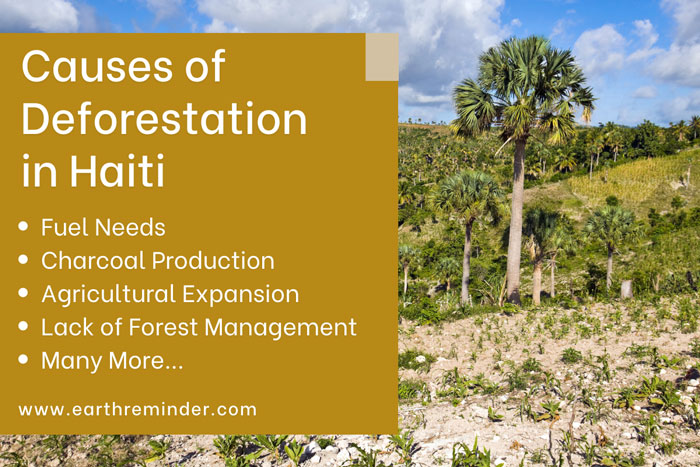 causes-of-deforestation-in-Haiti