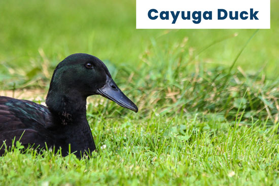 Cayuga-domestic-duck