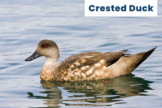 crested-domestic-duck