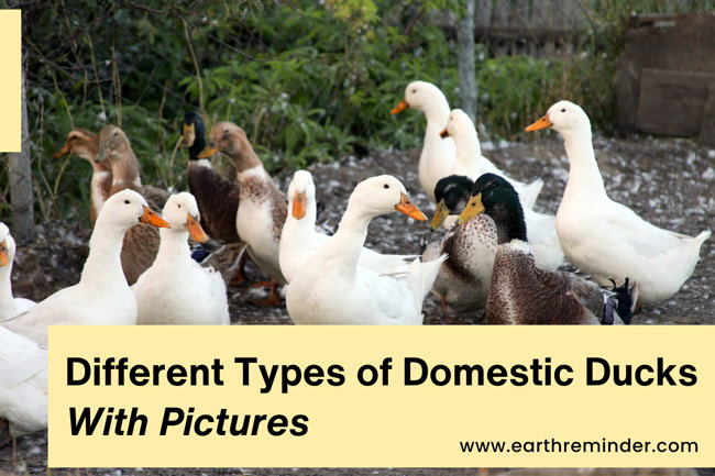 different-types-of-domestic-ducks-with-pictures