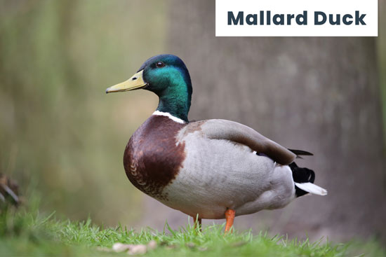 mallard-domestic-duck