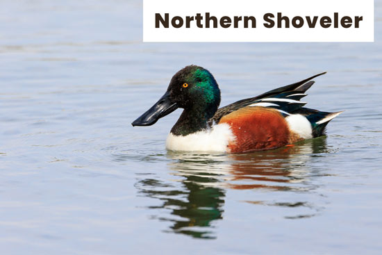 northern-shoveler-duck