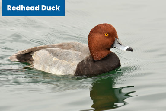 redhead-duck