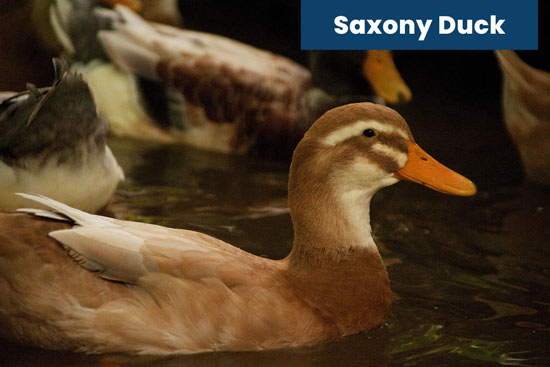 Saxony-duck