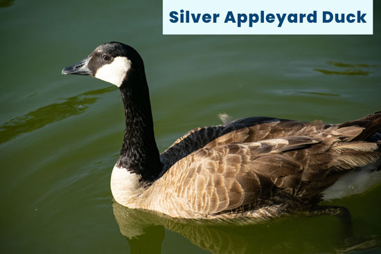 silver-appleyard-duck