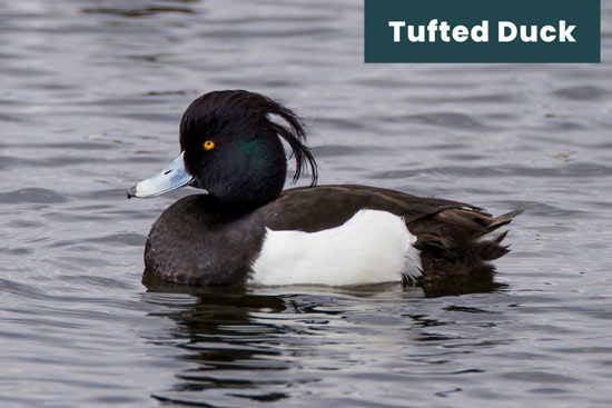 tufted-duck