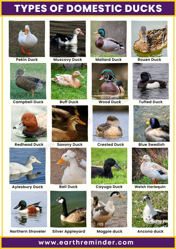 Variety of ducks discount