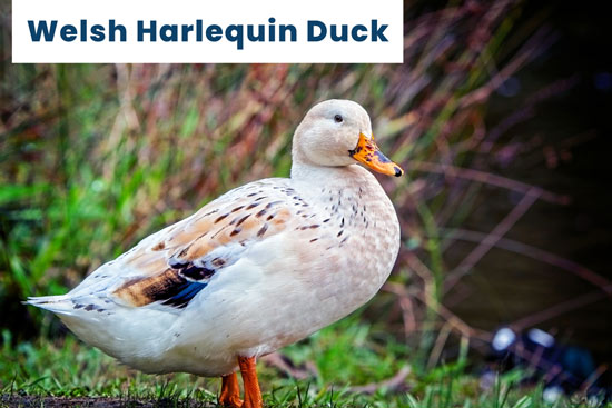 welsh-harlequin-duck