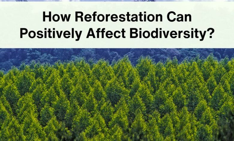 how-reforestation-can-affect-biodiversity