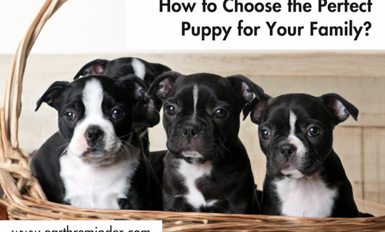how-to-choose-the-perfect-puppy-for-your-family