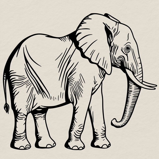 draw of elephant