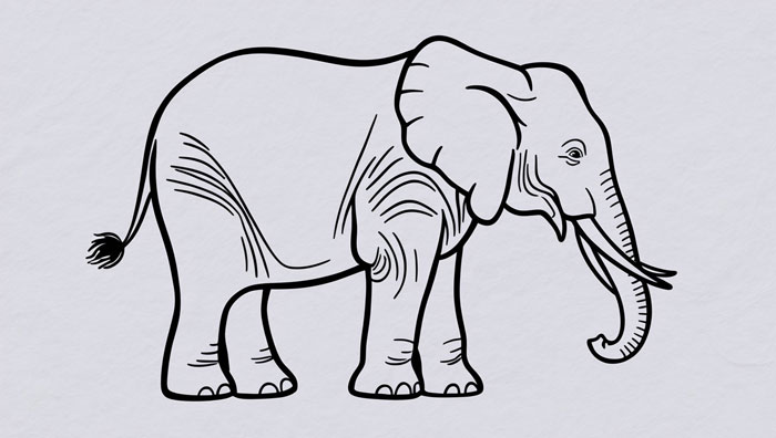 elephant drawing