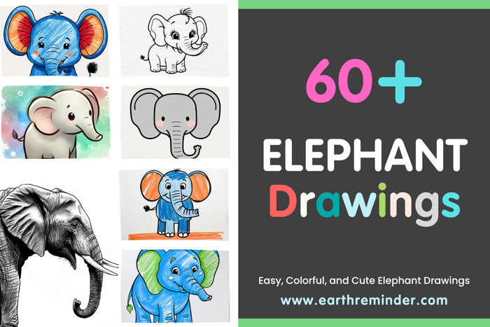 elephant drawings