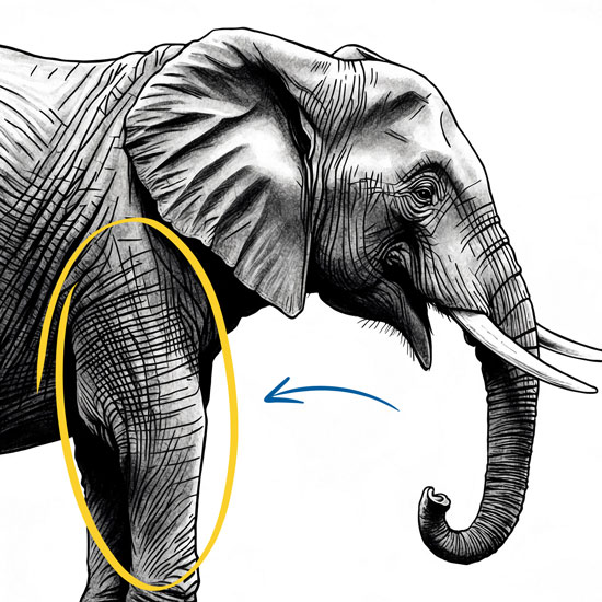 how to draw an elephant