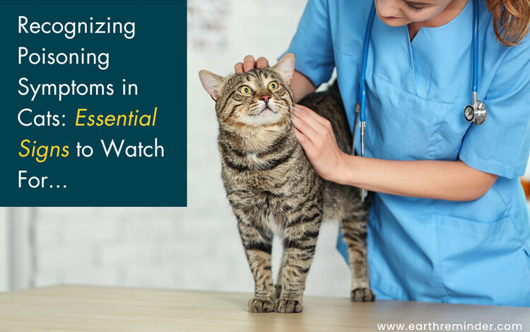 Recognizing-Poisoning-Symptoms-in-Cats