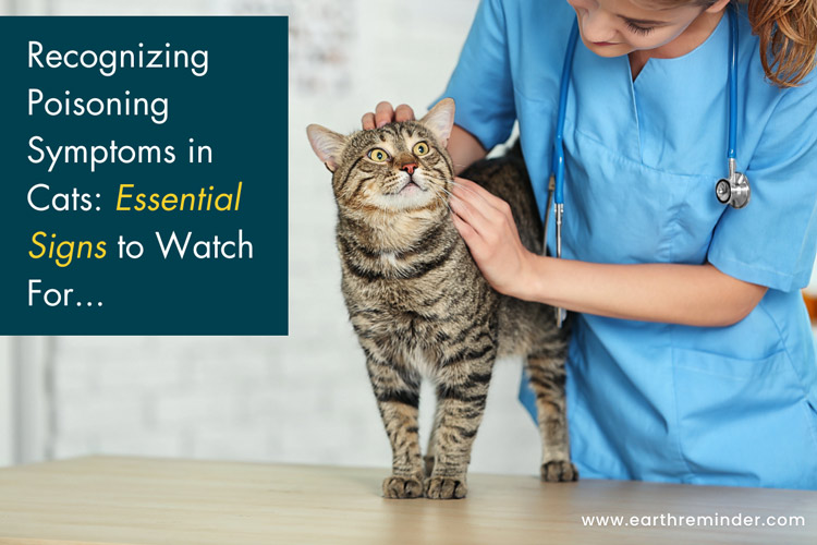 Recognizing-Poisoning-Symptoms-in-Cats