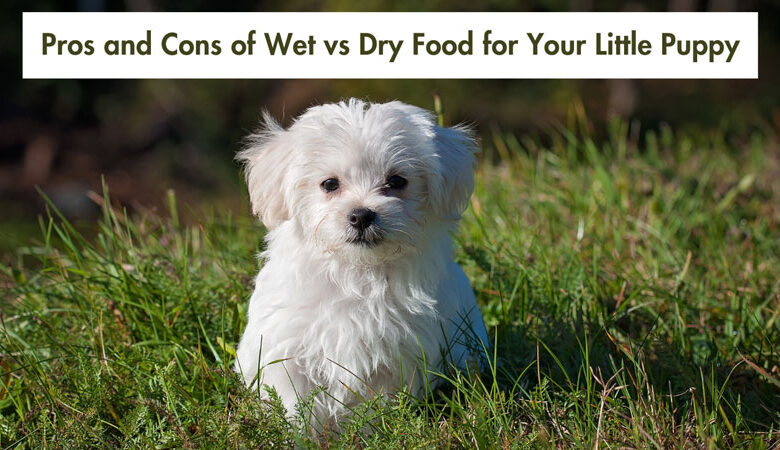 pros-and-cons-of-wet-vs-dry-food-for-your-little-puppy