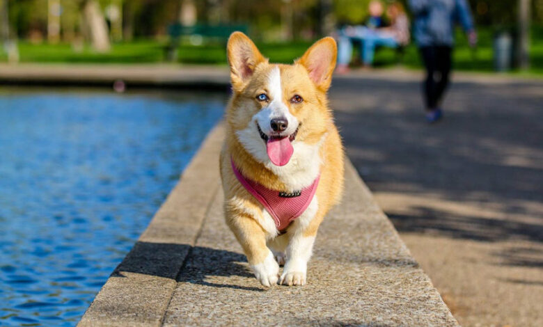 pet-friendly-and-sustainable
