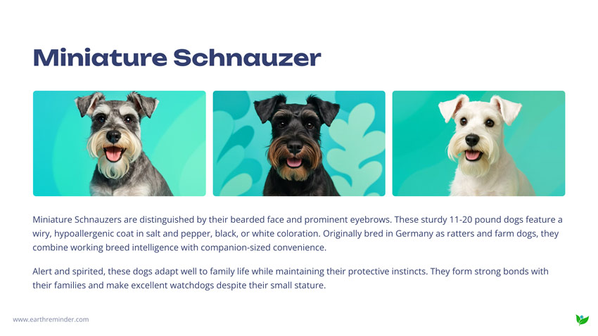 Miniature-Schnauzer-small-dog
