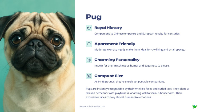 Pug-cute-small-dog
