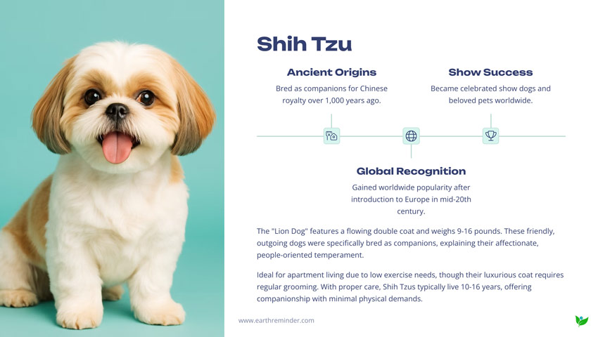 Shih-Tzu-cute-small-dog