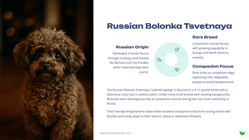 Russian-Bolonka-Tsvetnaya-cute-small-dog