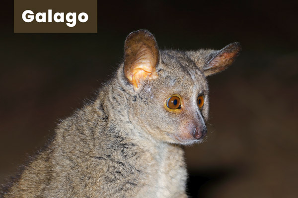 Galago Nocturnal Animal