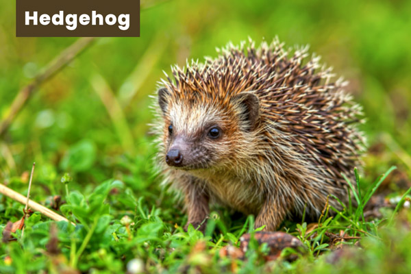Hedgehog Nocturnal Animal